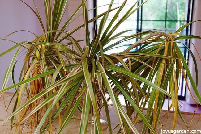 Dracaena marginata cuttings