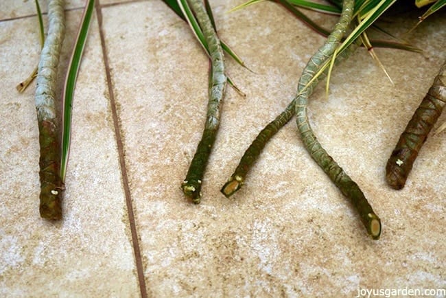 Dracaena marginata cuttings