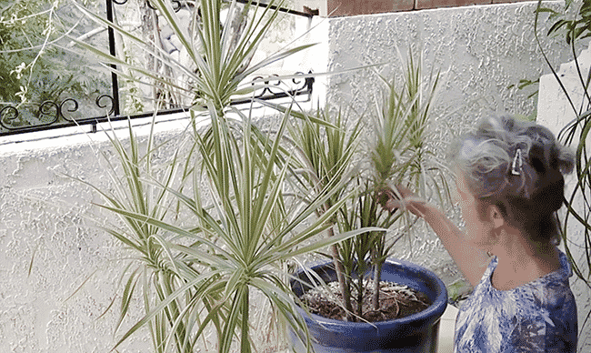 dracaena marginata pruning