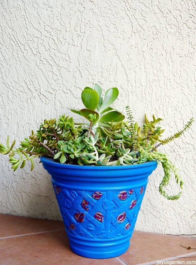 Outdoor Succulent Plants and Cuttings: A Quick Guide