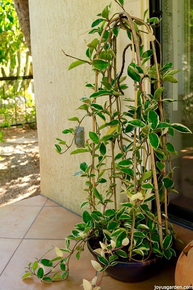 a variegated hoya grows over 4' bamboo hoops