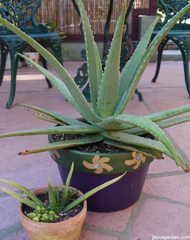 Aloe Vera plants