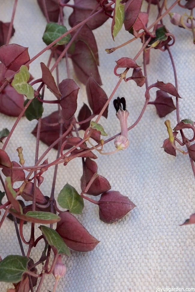 close up of the unusual flowers of a String Of Hearts or Rosary Vine