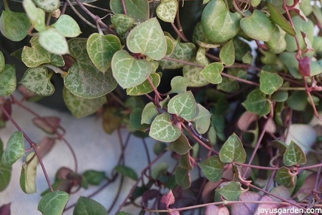 How to Grow String of Hearts: A Sweet Succulent-Like Trailing Houseplant