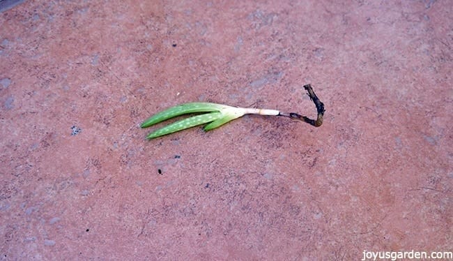 Aloe plant pup