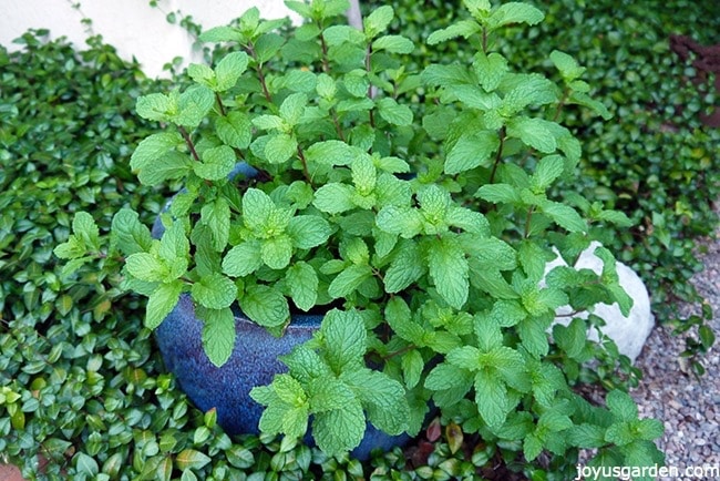 Mojito mint growing outdoors in a brightly lit location in a blue pot.