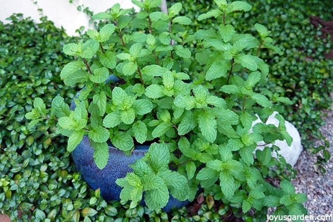 Mojito mint growing outdoors in a brightly lit location in a blue pot.