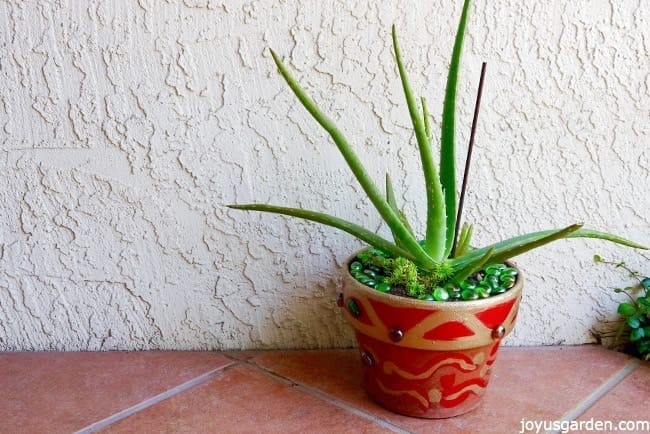 an aloe vera plant grows in a red & gold painted pot the text reads Aloe Vera Pup Transplanting Plus Opuntia Joseph’s Coat