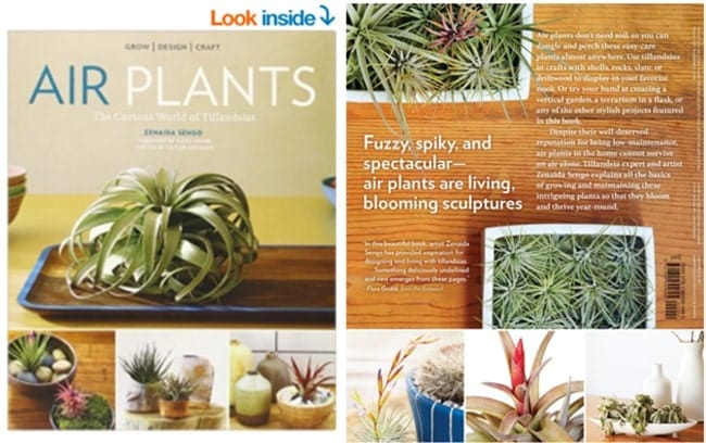 Gifts For Tillandsia Aka Air Plant Lovers