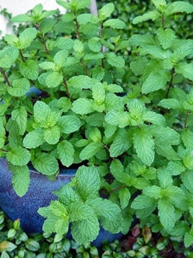 Mint growing in a blue ceramic pot outdoors.