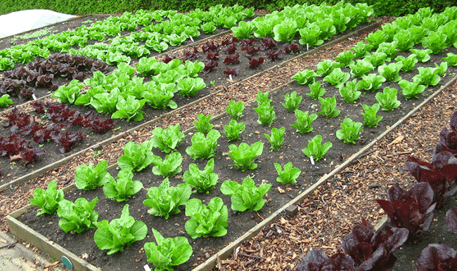 The Best Tips On Organic Vegetable Gardening