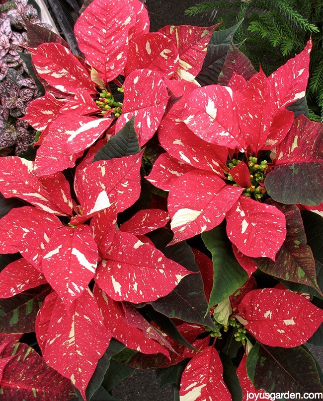 close up of a poinsettia shimmer surprise with red & white flowers