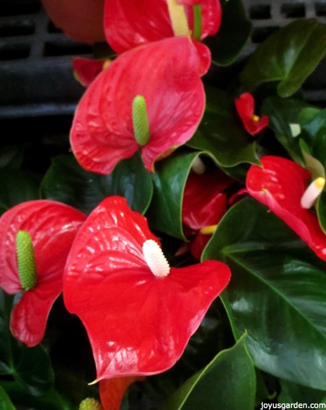 Best Flowering Plants To Brighten Up Your Home For