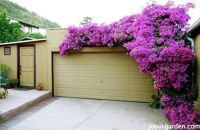 Getting Bougainvillea Bloom