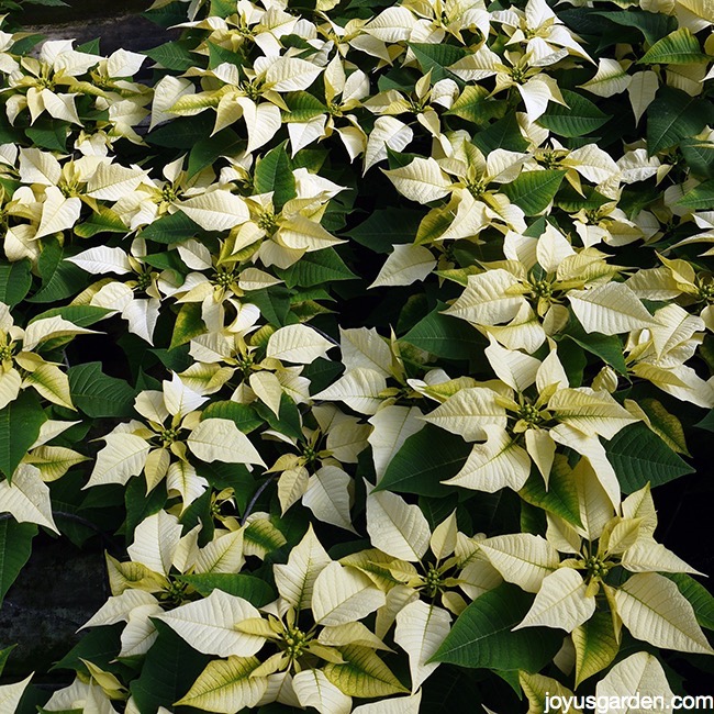 close up of many poinsettia plants with white flowers