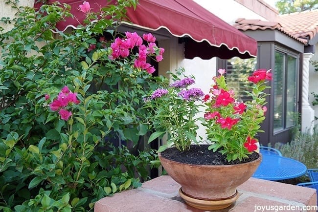 Getting Bougainvillea Bloom