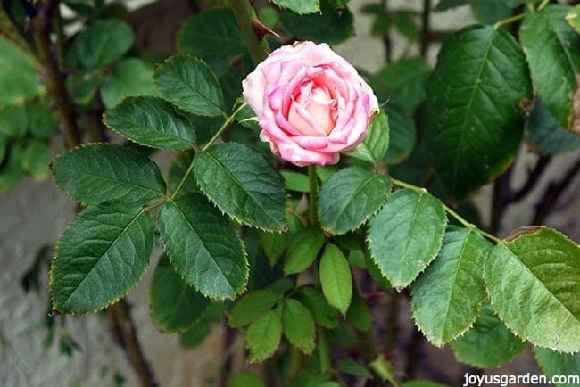 How to Prune Roses