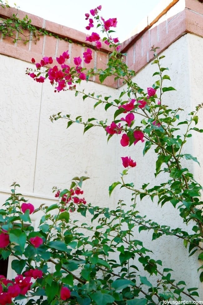 Getting Bougainvillea Bloom