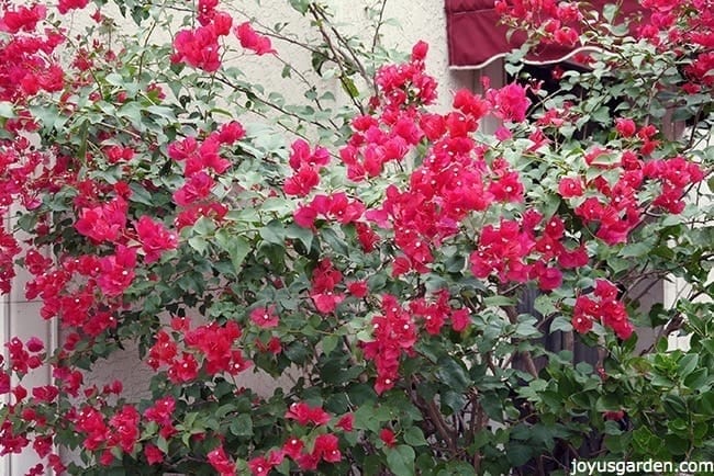 Getting Bougainvillea Bloom