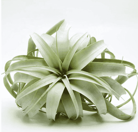 a 5-6" xerographica air plant to buy from garden in the city on amazon