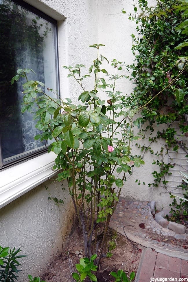 pruning rejuvenating rose