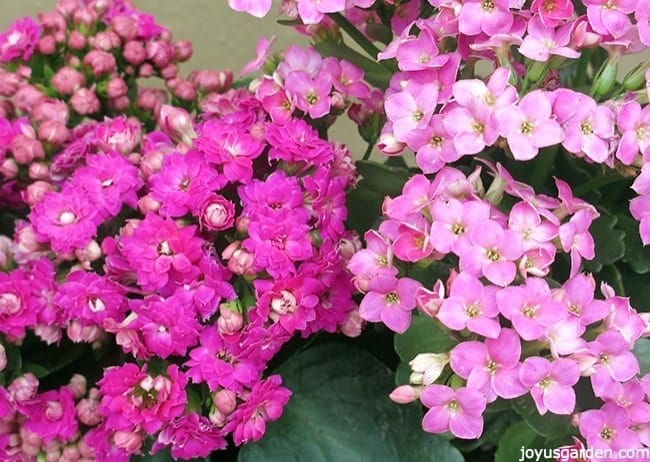 purple kalanchoe