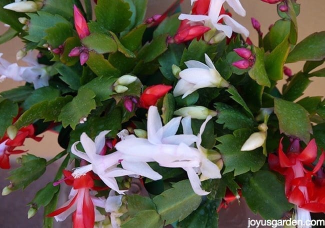 christmas cactus