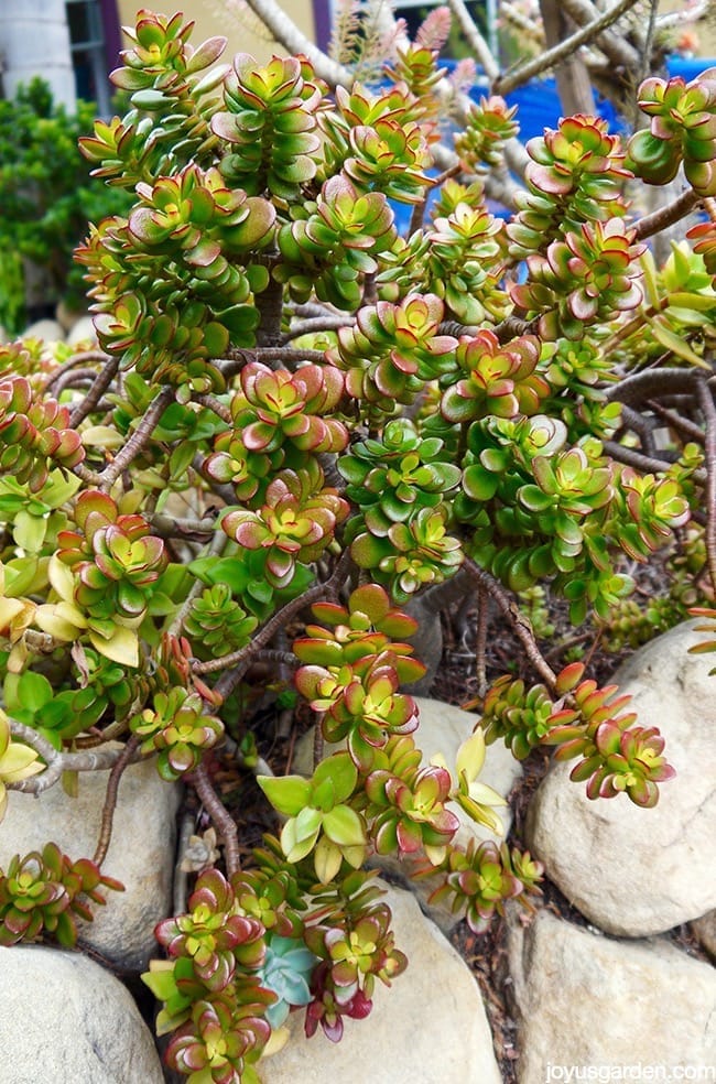 jade plant