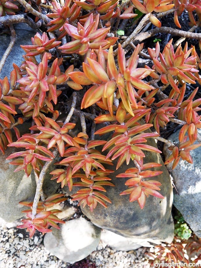 copperstone sedum