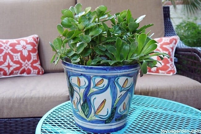 Planting An Unlikely Pair Of Succulents : Kalanchoe Blossfeldiana & Aeonium Arboreum