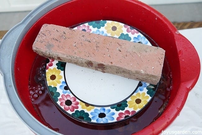 pine cones are soaking in water & bleach in a red pail a plate & brick submerge them in the mixture