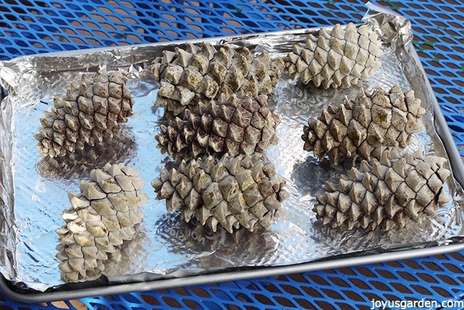 closed up pine cones sit on a a foil lined baking tray 