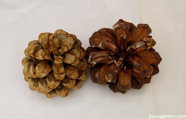 close up of 1 lightened pine cone & 1 pine cone not lightened