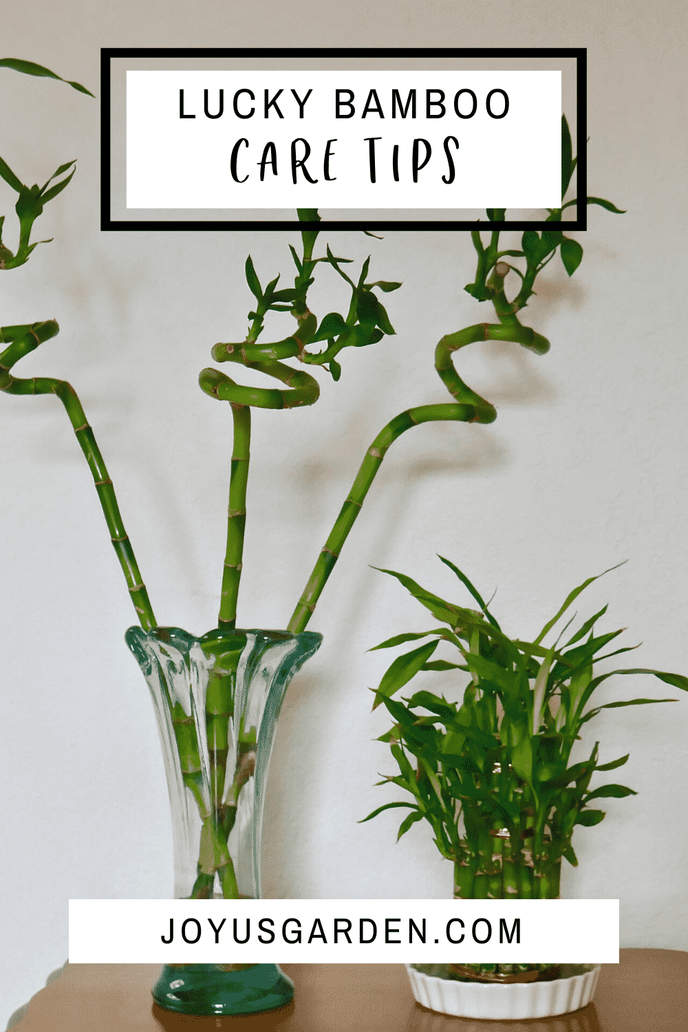Lucky Bamboo Care Tips: A Houseplant That Grows In Water