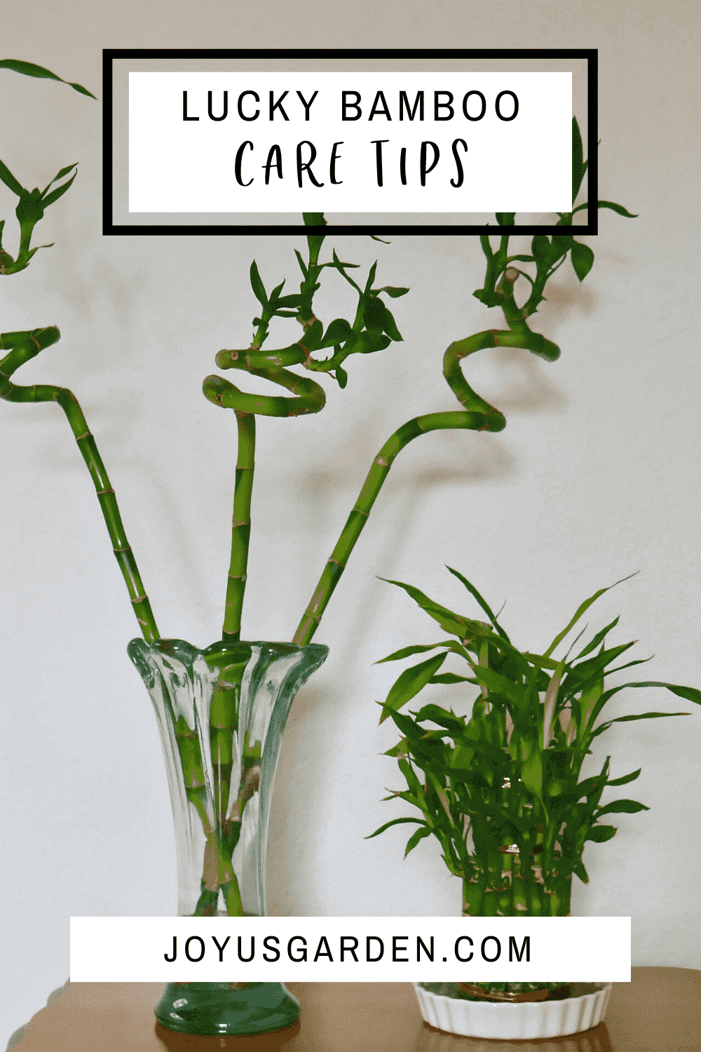 How Much to Water Bamboo Essential Tips and Guidelines PlantHD