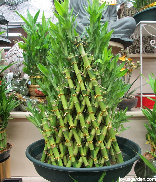 an elaborate pyramid shaped lucky bamboo arrangement grows in a low dish