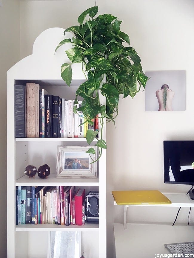 11 Reasons Why Pothos is the Houseplant for You