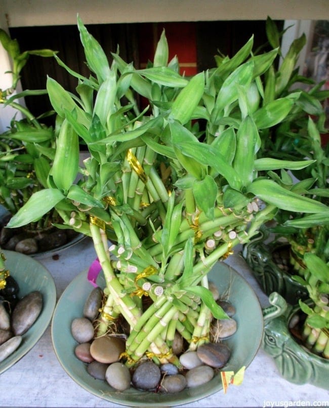 an arrangement of lucky bamboo with twisted stalks grows in rocks & water in a low dish