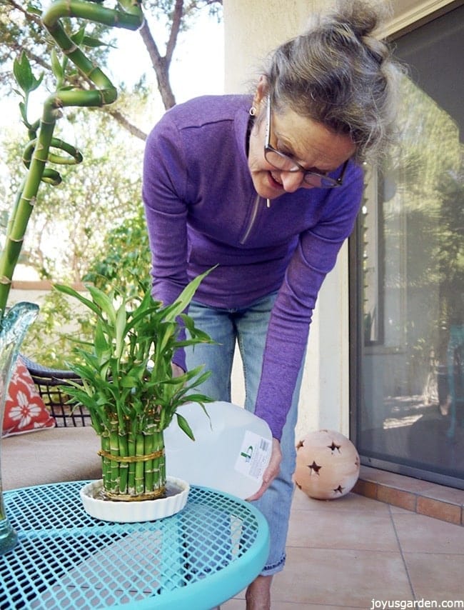 Lucky Bamboo Care Tips A Houseplant That Grows In Water