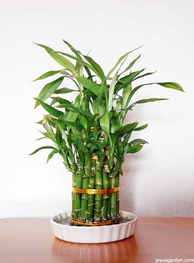 Lucky Bamboo Care Tips A Houseplant That Grows In Water