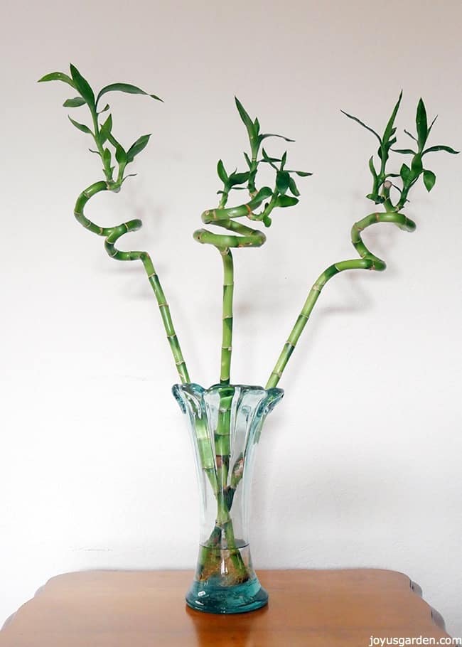 a clear glass vase holds 3 spiral stalks of lucky bamboo