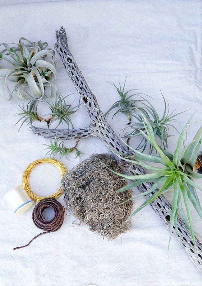 air plant display cholla wood