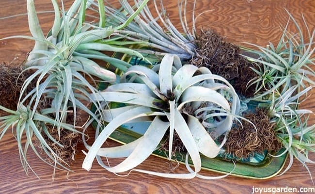 air plant display cholla wood