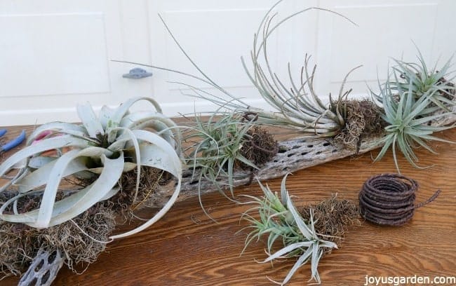 air plant display cholla wood