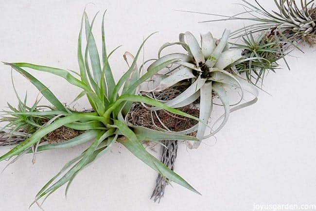 many different air plants displayed on cholla wood