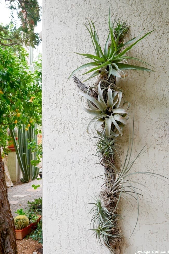 Creating An Air Plant Display On Cholla Wood