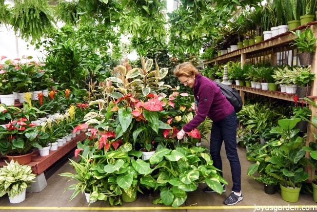 nell foster at the la flower market picking up a large hanging pothos pot