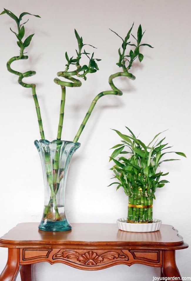 10 Easy Care Houseplants For Low Light