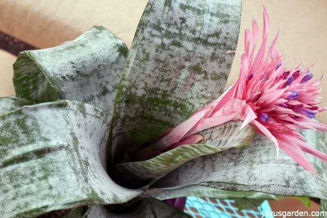 Close up of the urn vase or cup of an aechmea bromeliad plant with a pink flower.