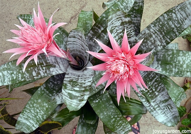 Two aechmea bromeliad plants with pink flowers sit side by side.